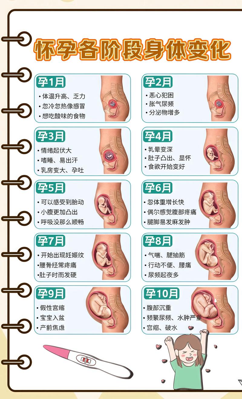 揭秘供卵代孕妈妈怀孕小腹分两节，孕期变化的奥秘清远代生机构: